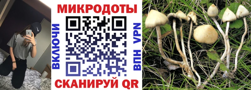 Галлюциногенные грибы Psilocybine cubensis  Купить закладки  Кингисепп 